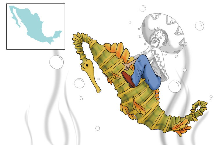 The seahorse was ridden by a Mexican (Mexico).